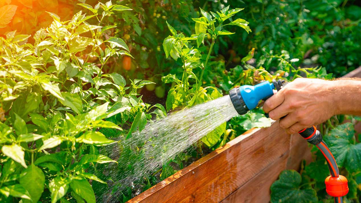 arrosage-engrais-et-entretien-les-secrets-des-plantes-en-sante
