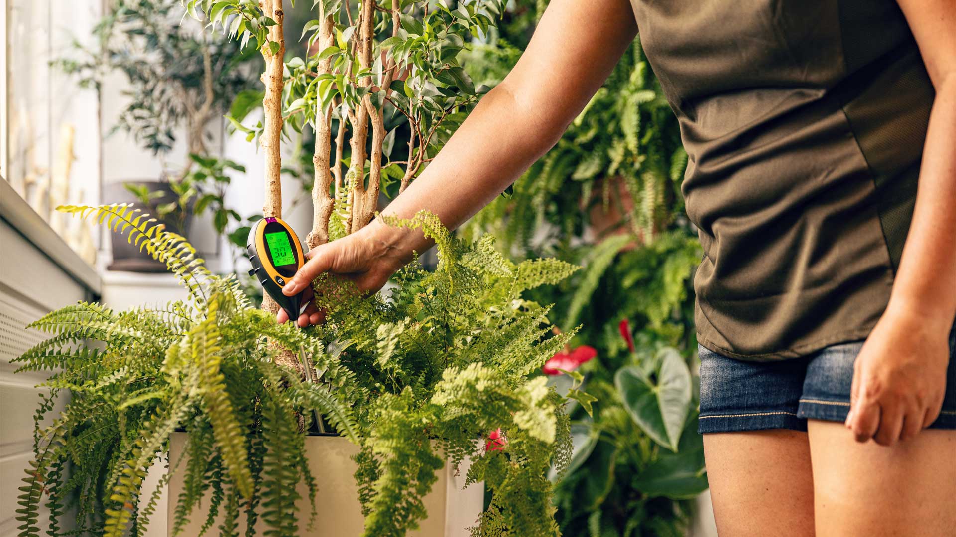 arrosage-et-engrais-bien-nourrir-ses-plantes-dinterieur-sans-les-noyer
