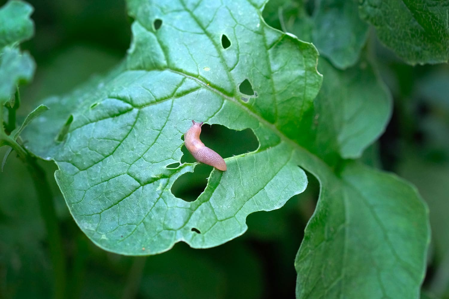 Insectes,-maladies-et-autres-soucis-au-jardin