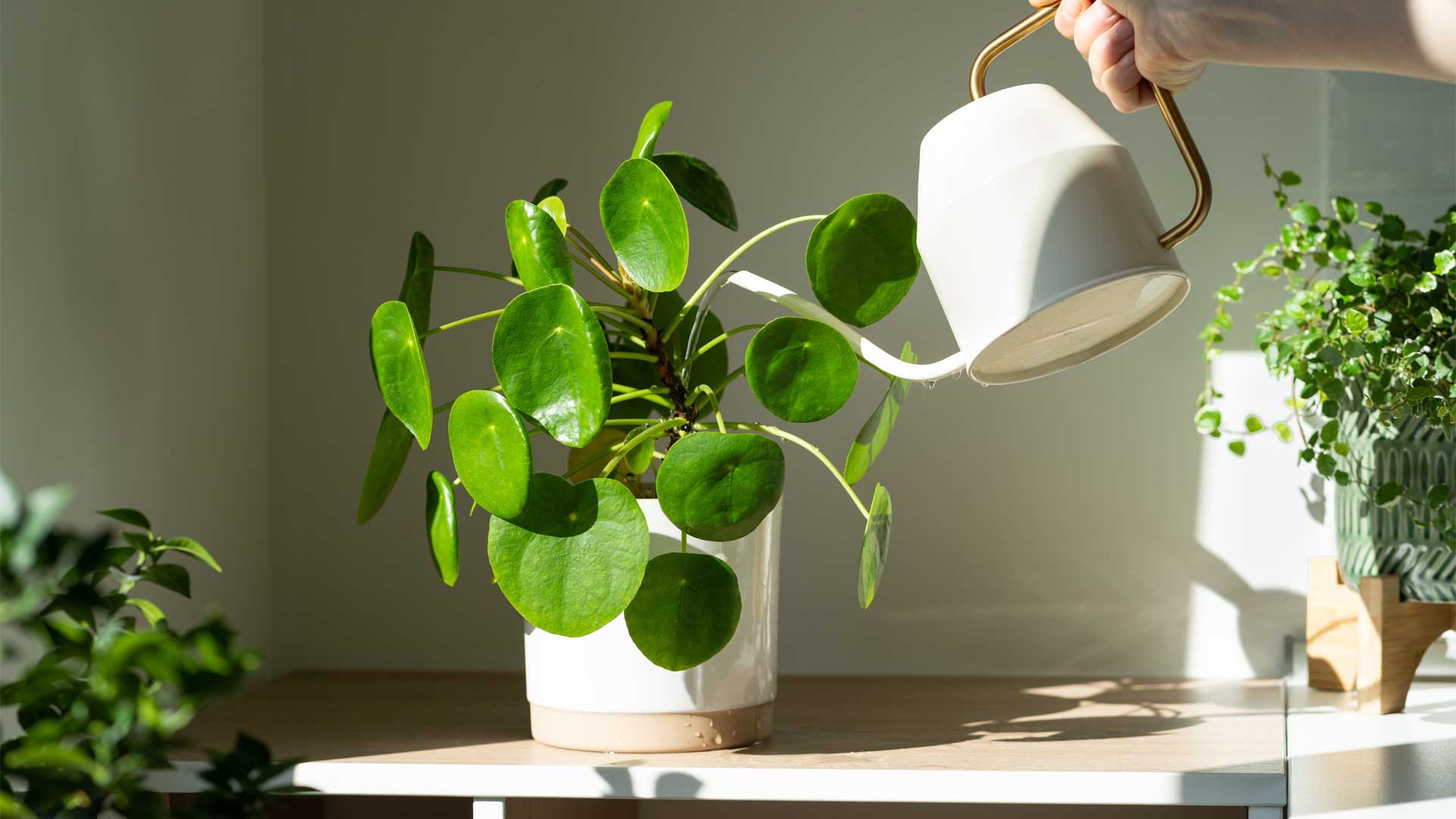 ou-placer-ses-plantes-dinterieur-lumiere-temperature-et-humidite-les-cles-du-succes