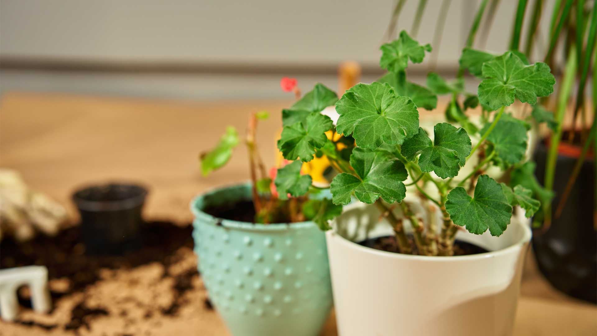 quand-et-comment-rempoter-une-plante-dinterieur