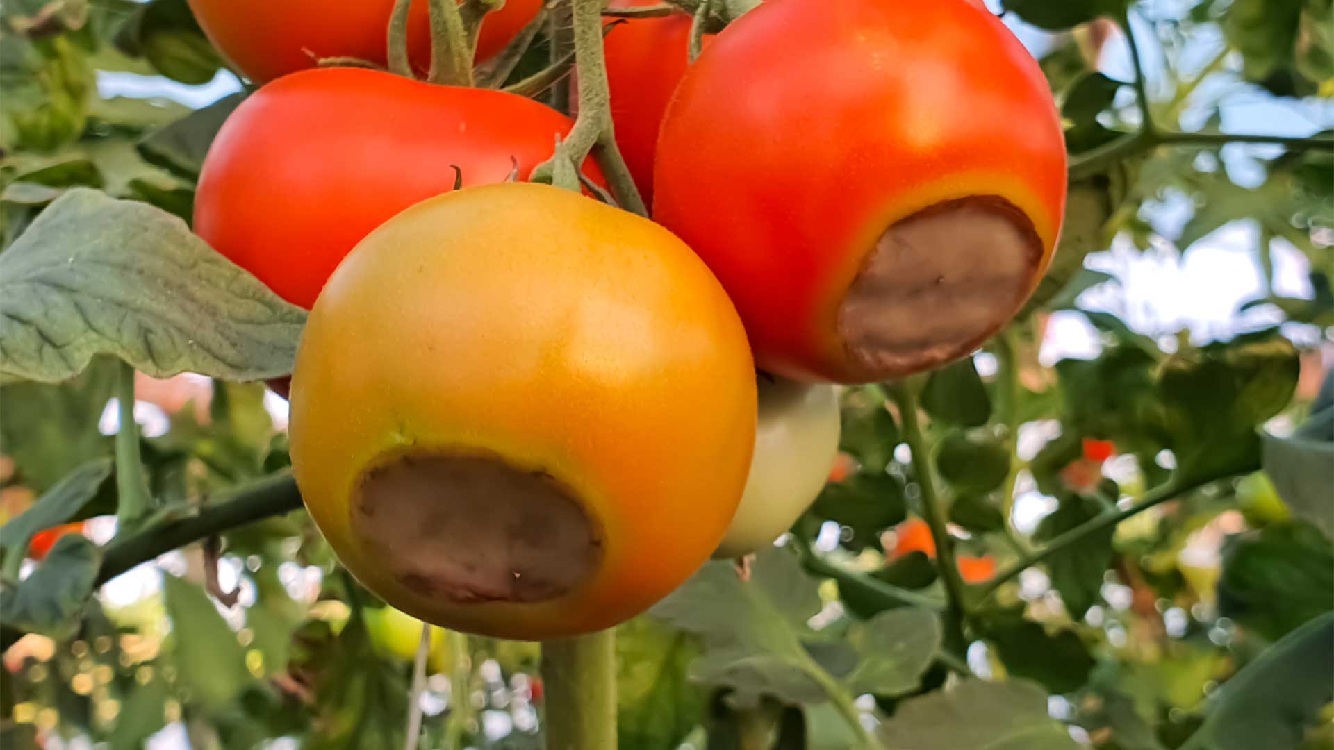 ravageurs-et-maladies-au-potager-prevenir-naturellement-intervenir-intelligemment