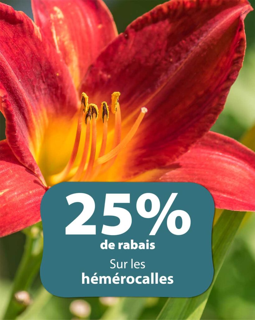 promotion-hemerocalles