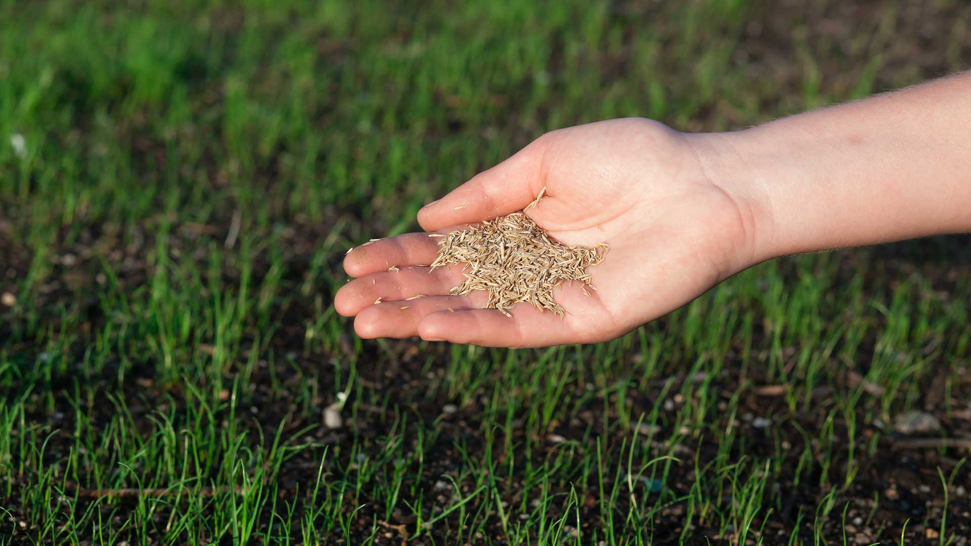 aeration-terreautage-et-sursemis-pour-avoir-une-belle-pelouse-verte-et-dense