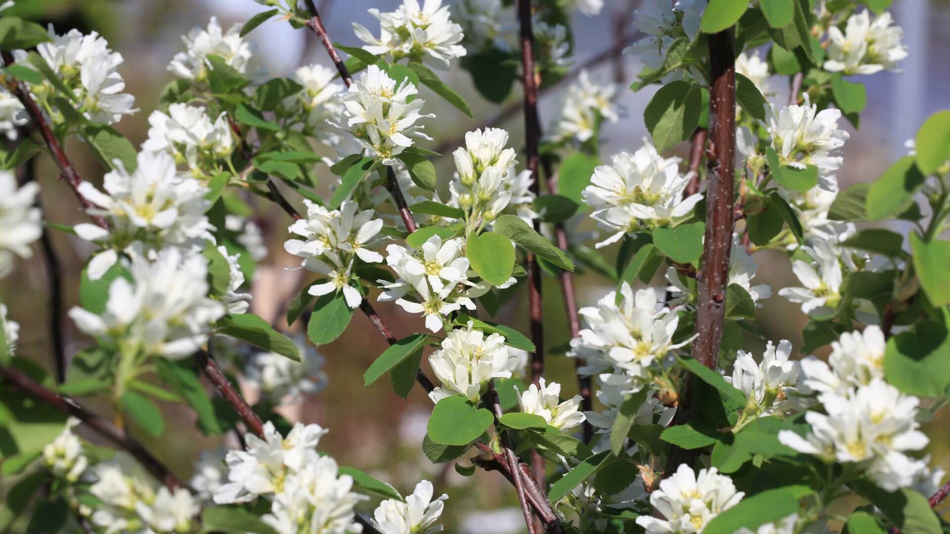 amelanchier