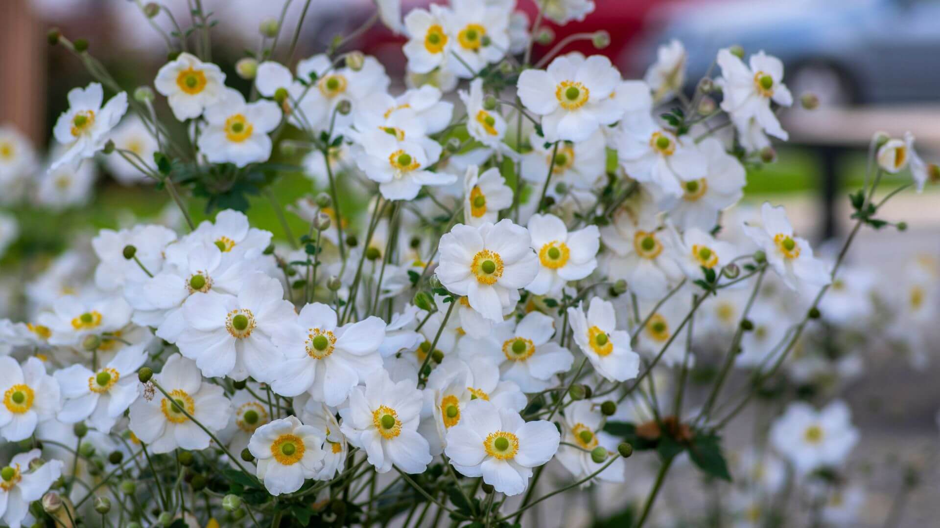 anemone-du-japon