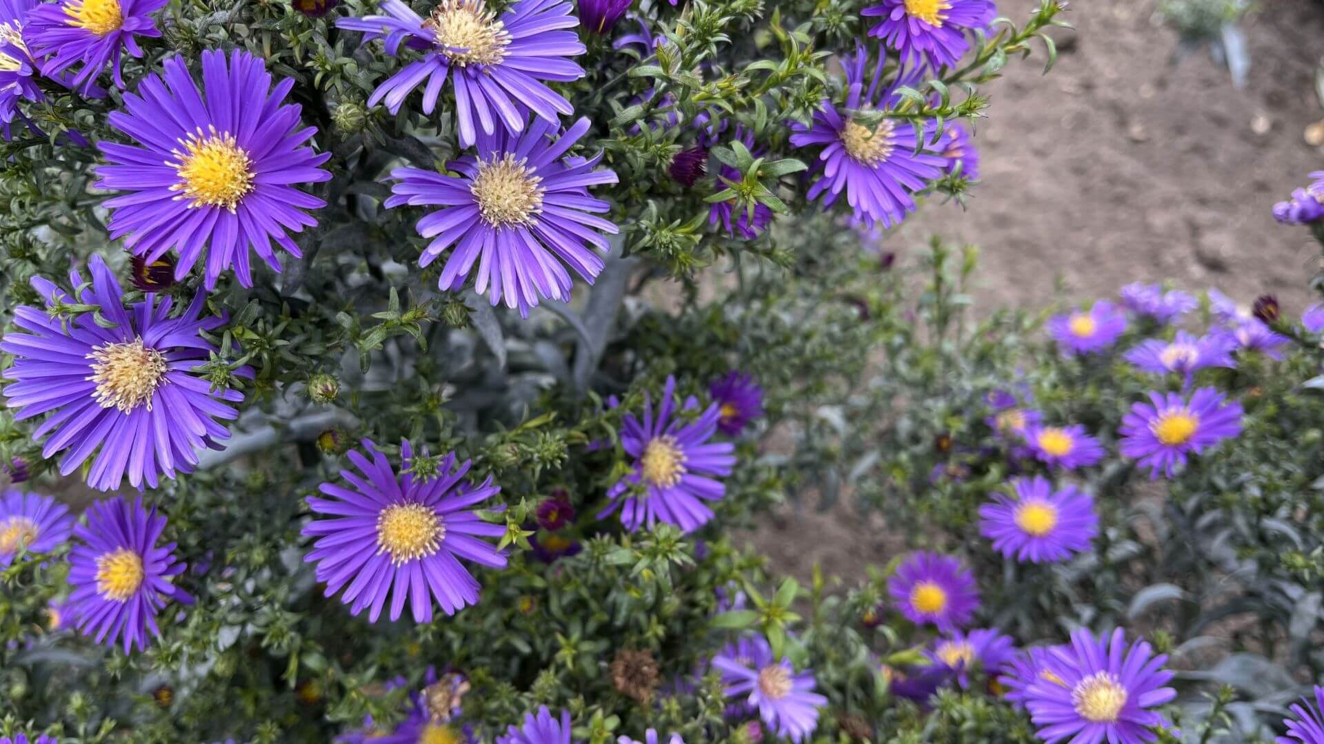 asters