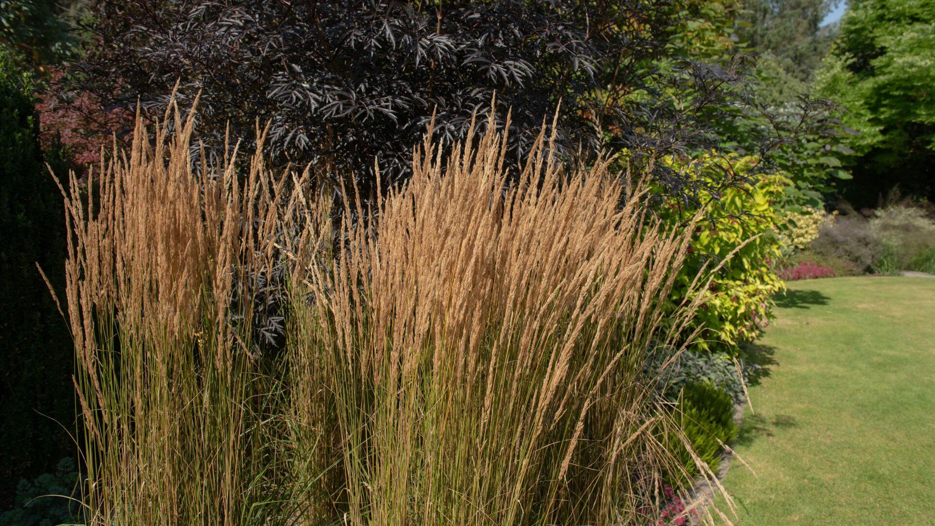 calamagrostis