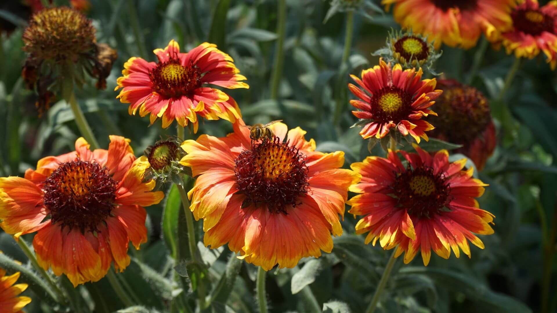 gaillardes