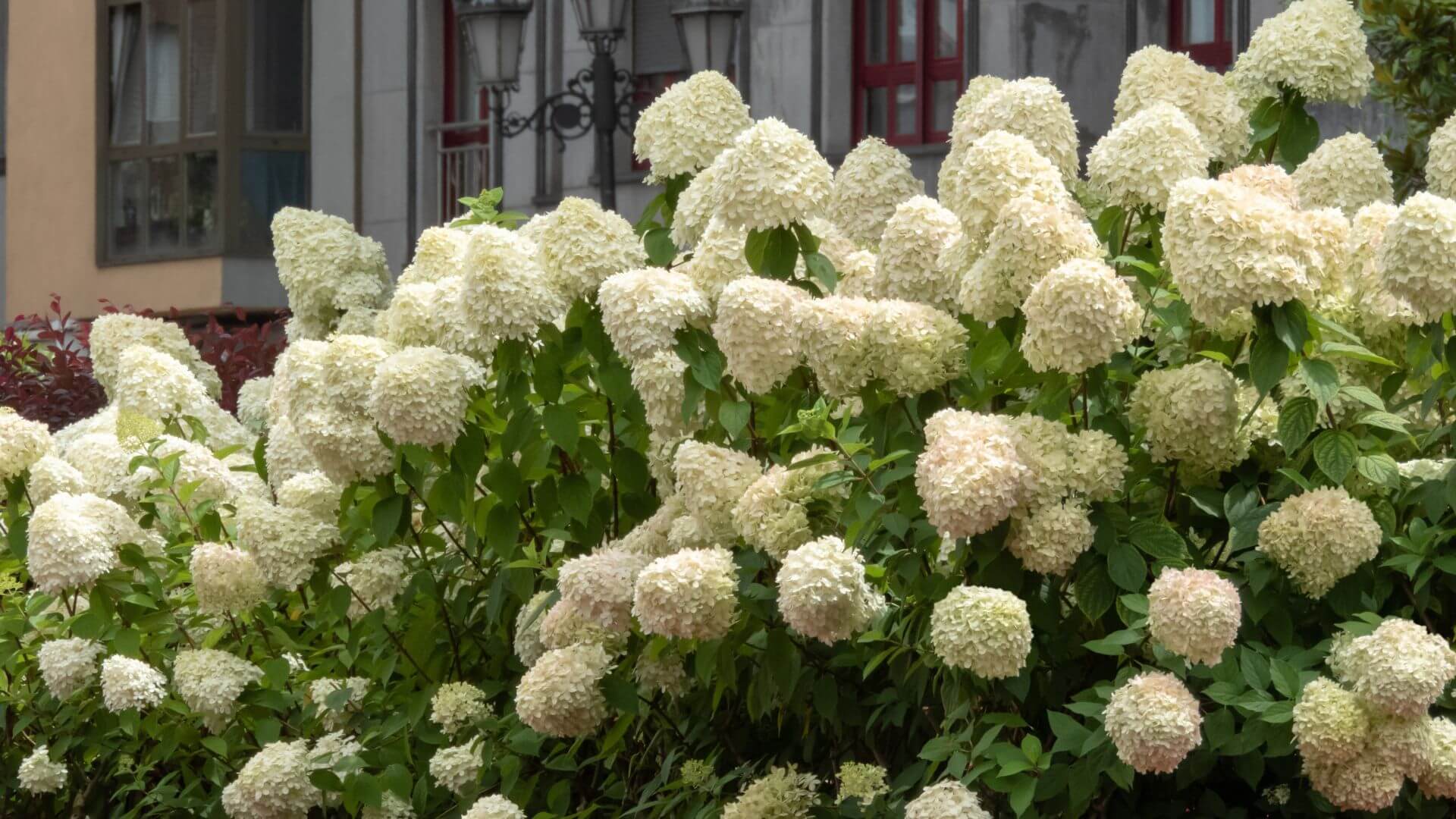 hydrangee-paniculee