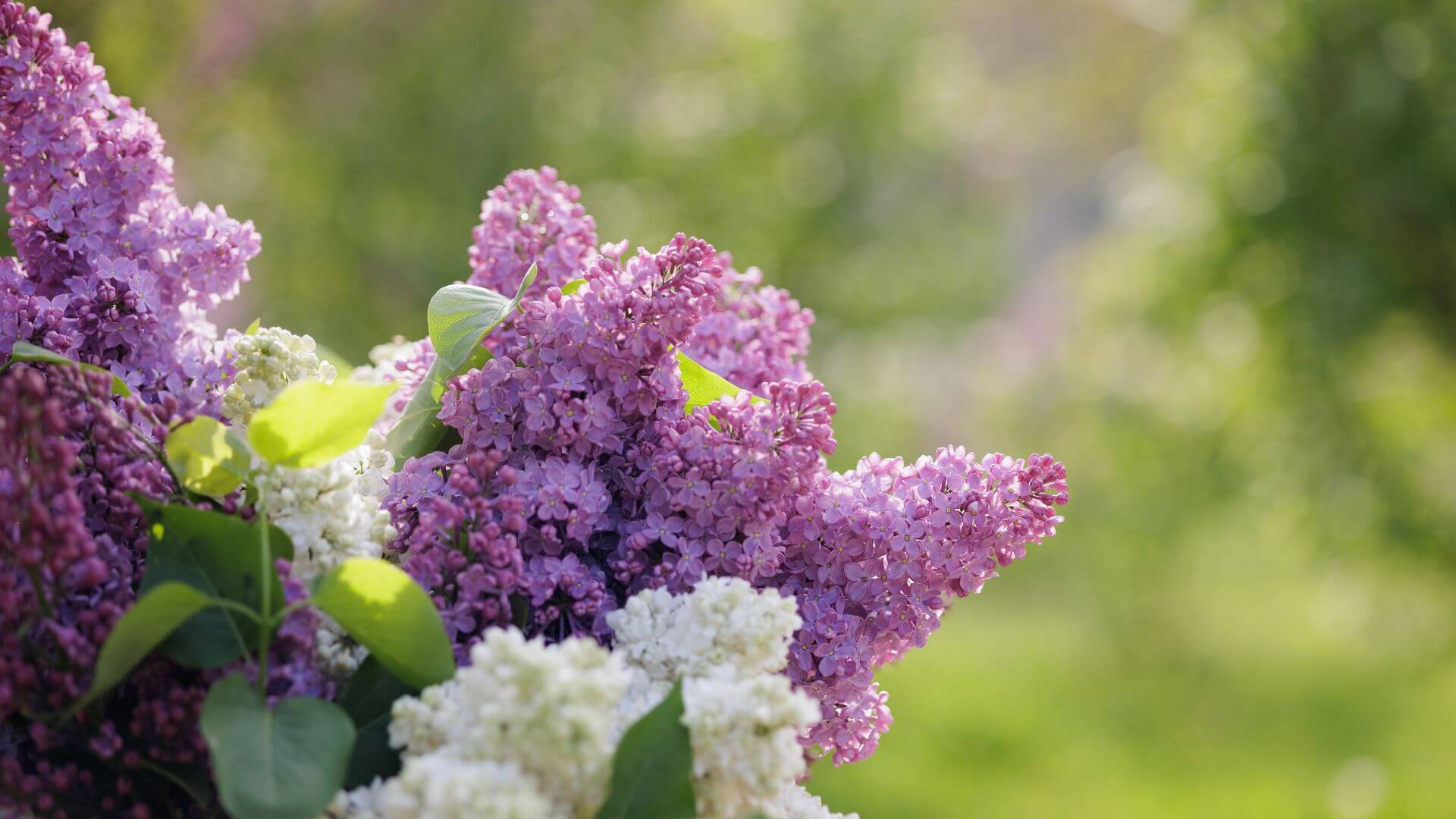 lilas