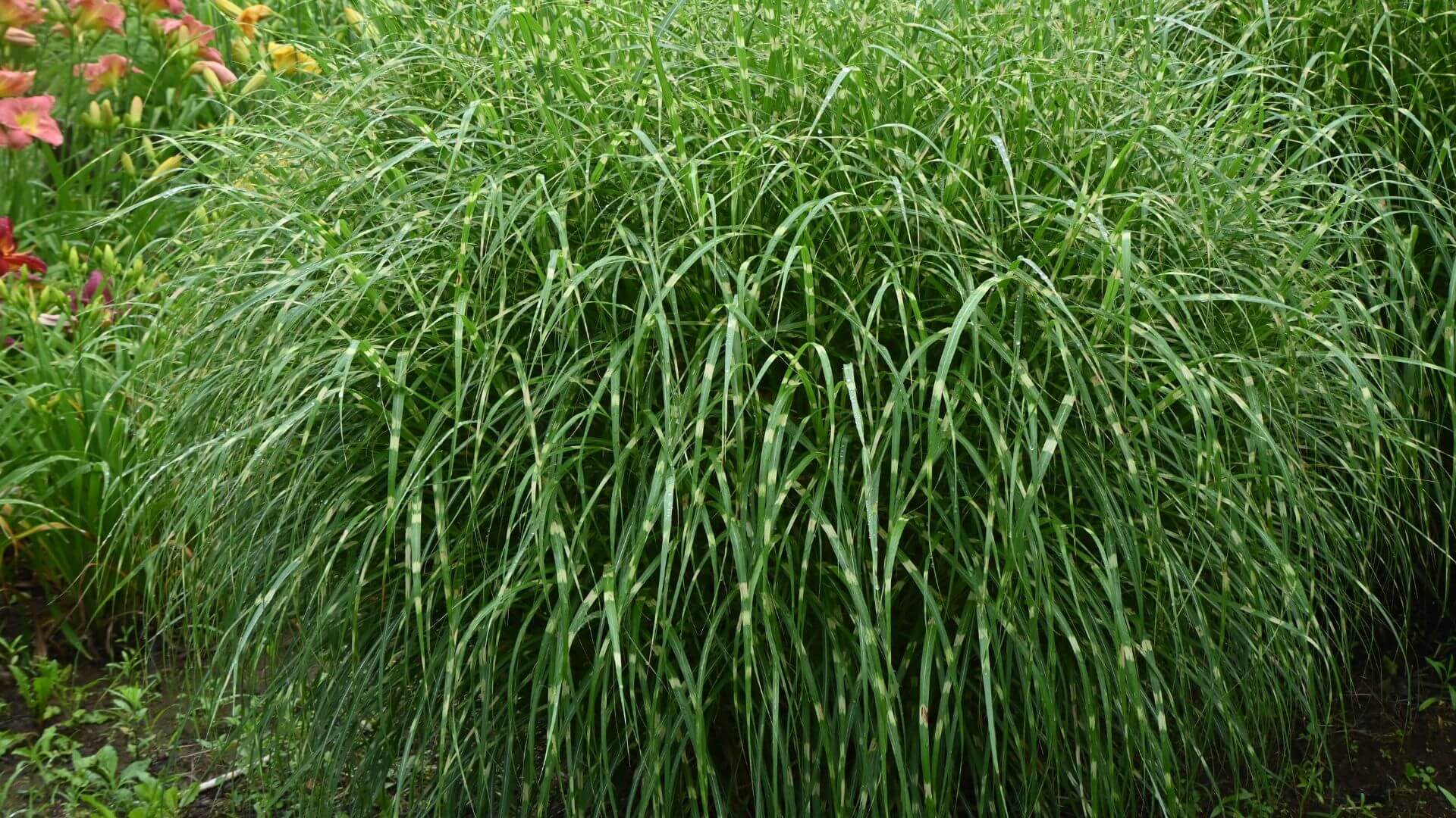 miscanthus-sinensis