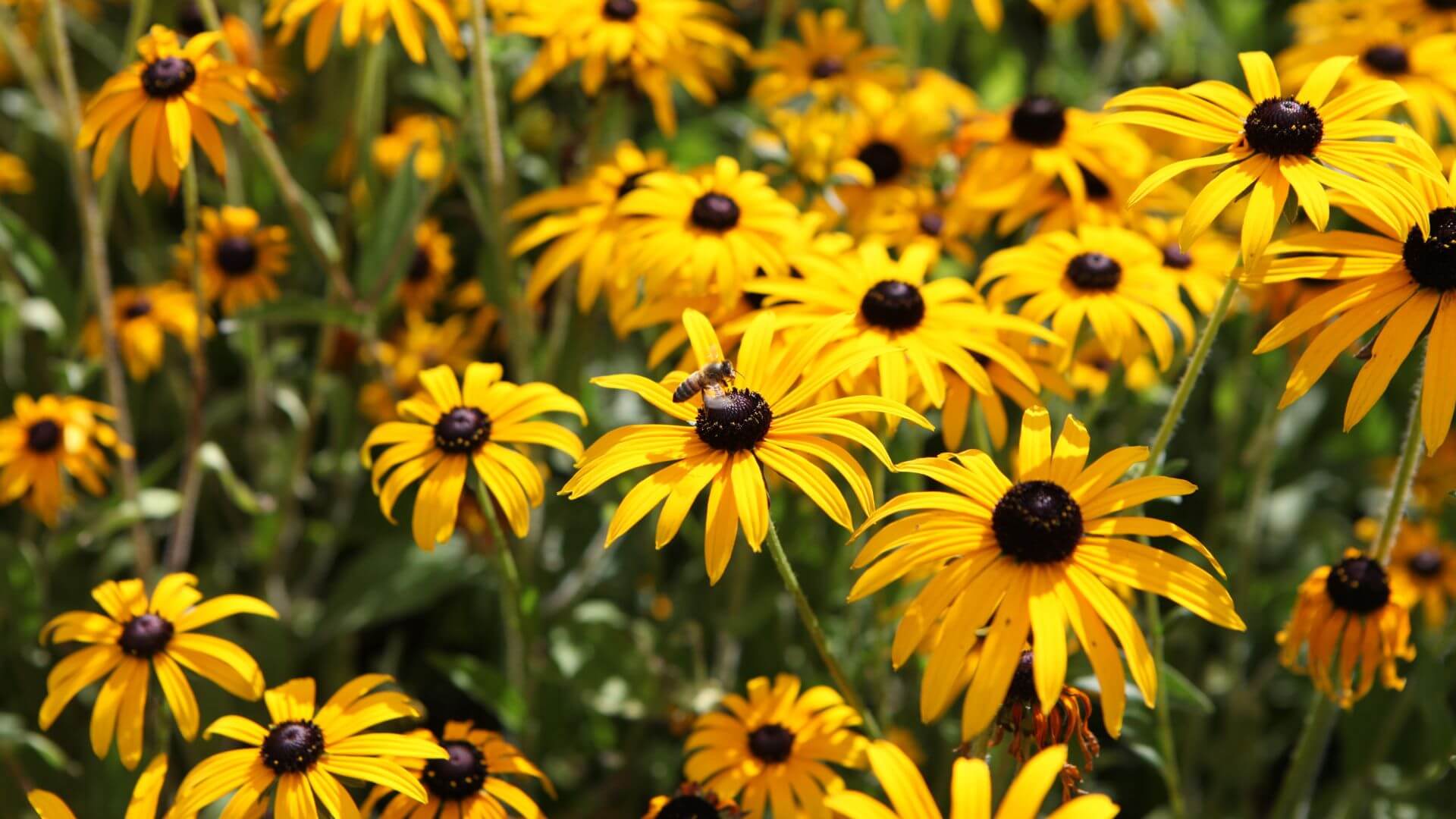 rudbeckie