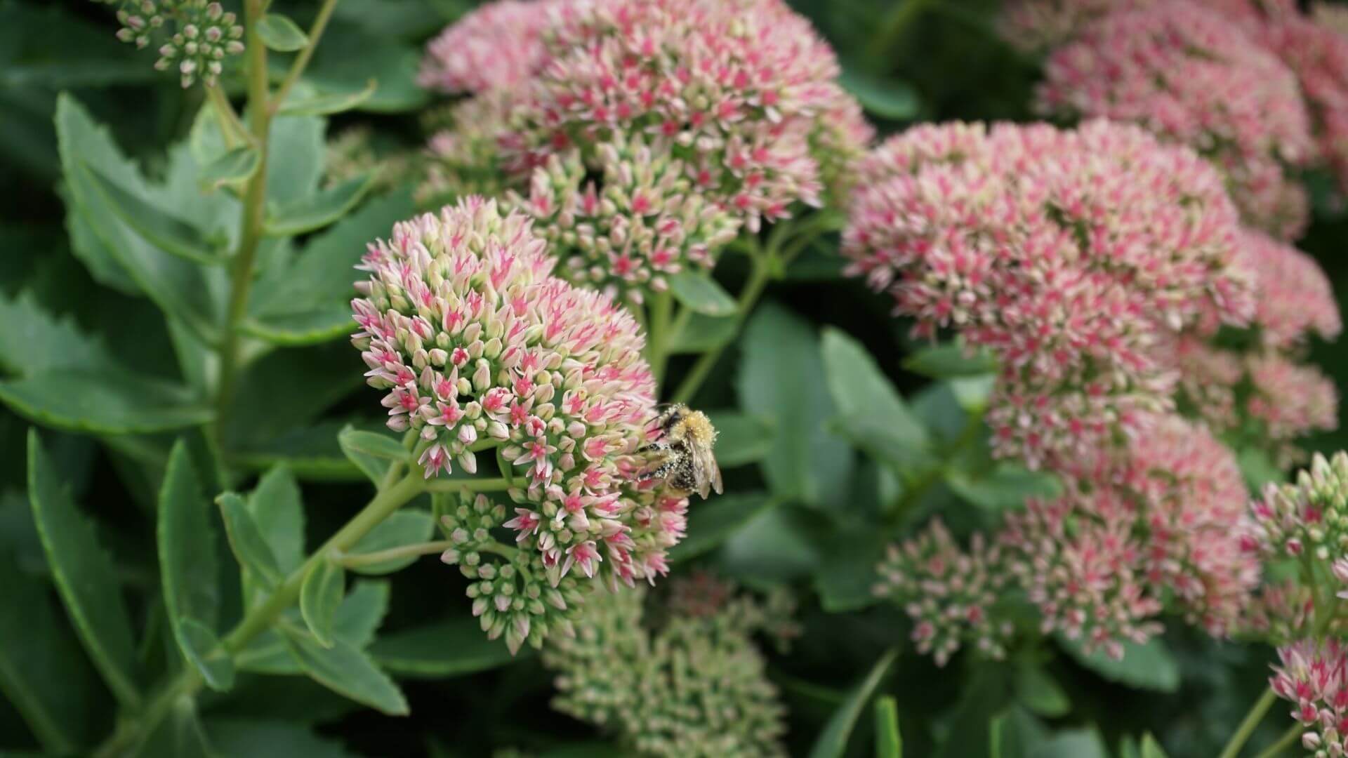 sedum-automne