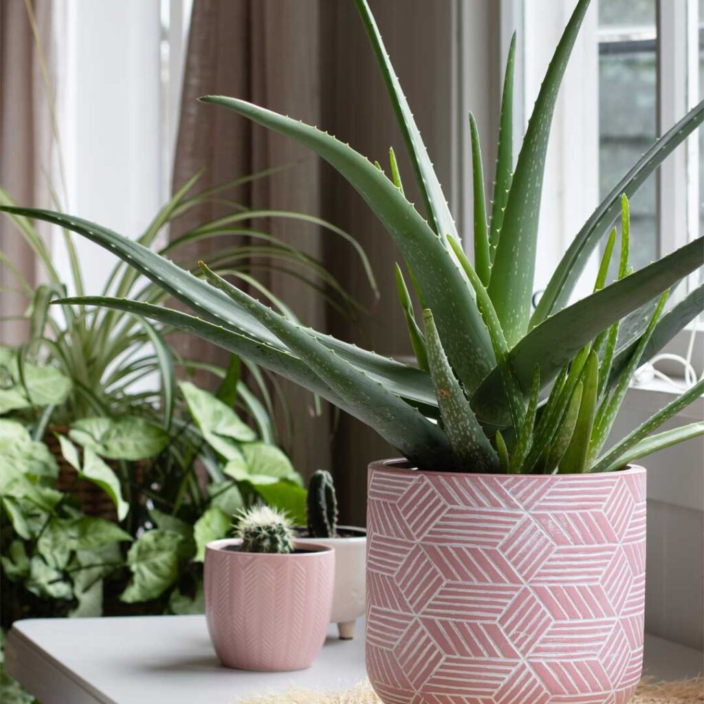 aloe-vera