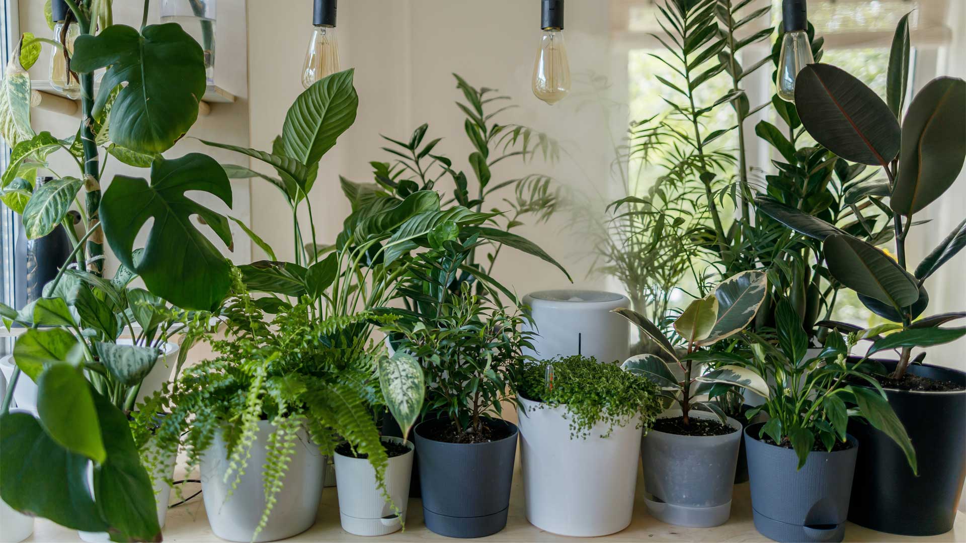 jungle_plantes