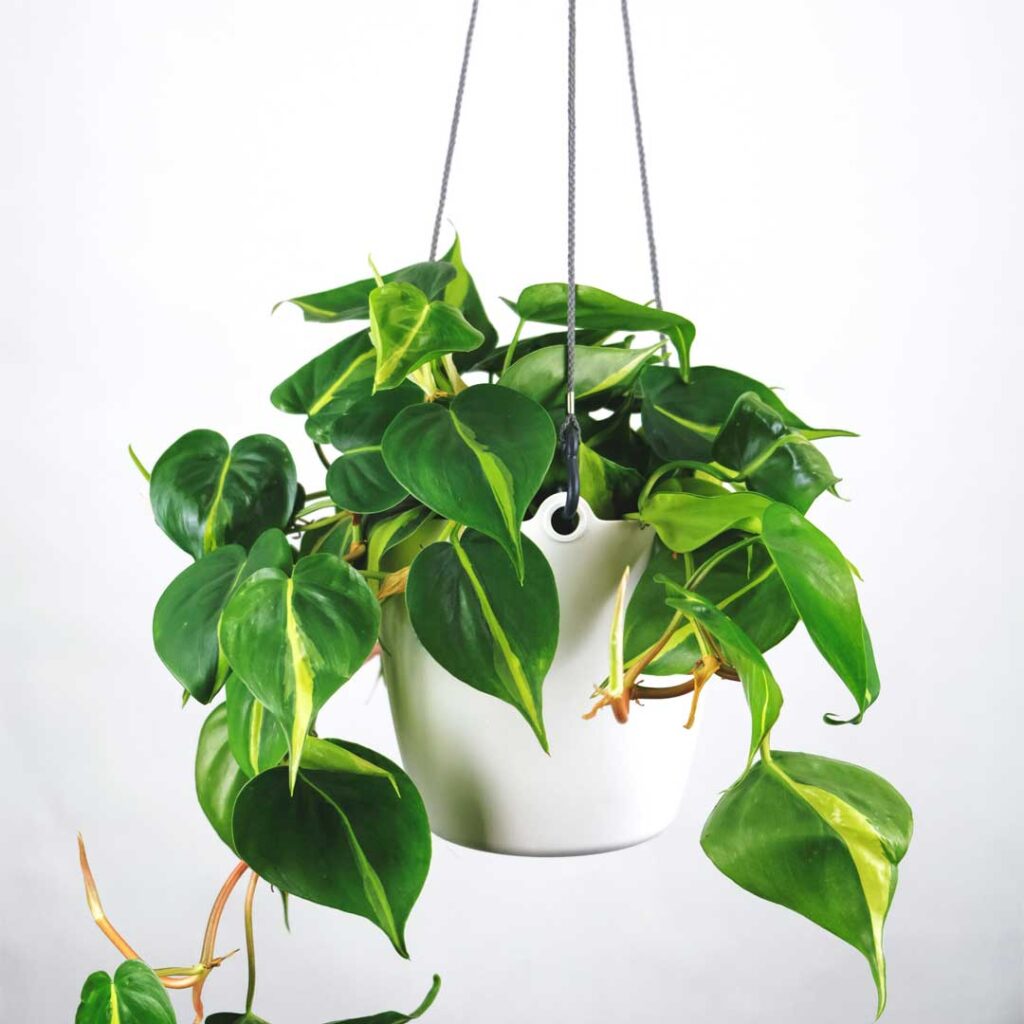 philodendron_brazil