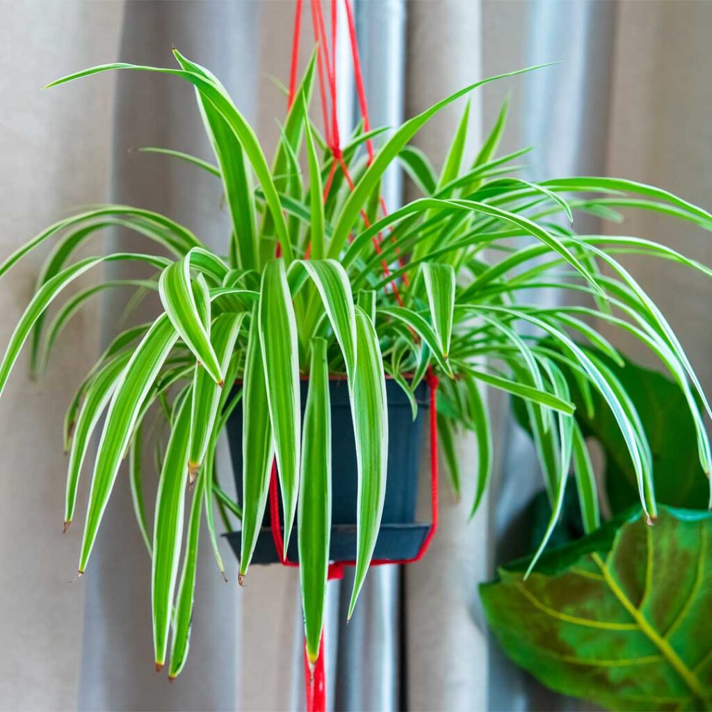 plante-araignee