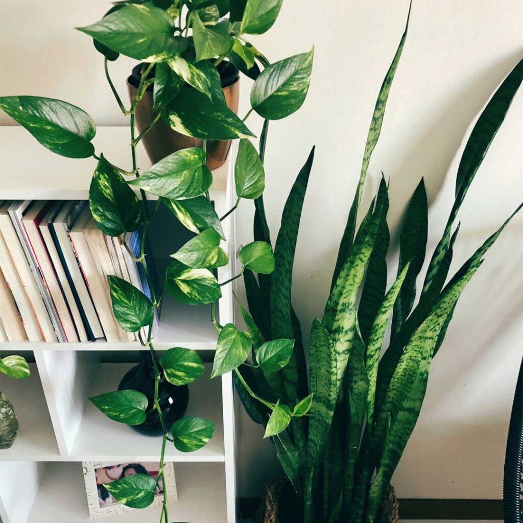 pothos
