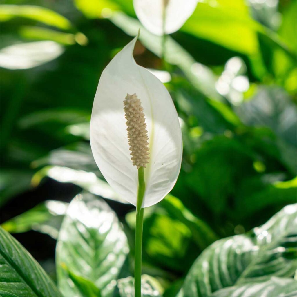 spatiphyllum_lysdepaix
