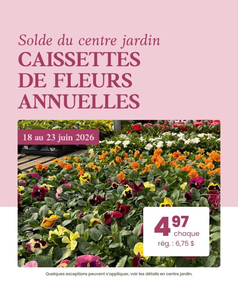 caissettes-annuelles