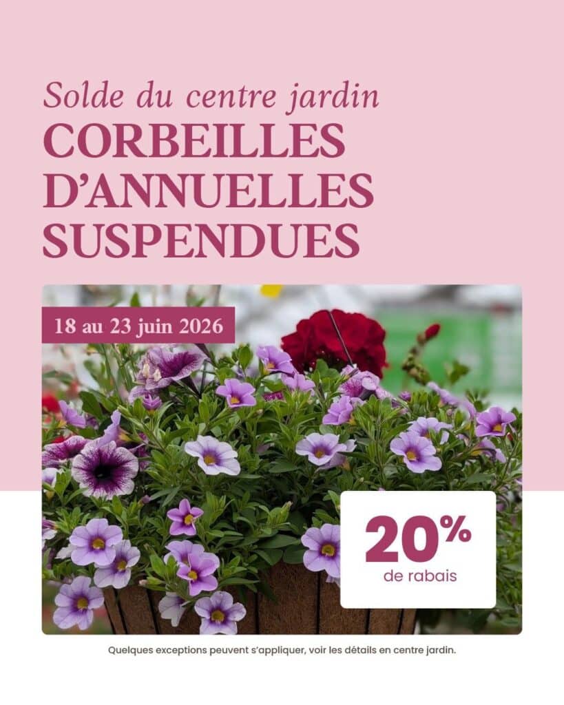 corbeilles annuelles