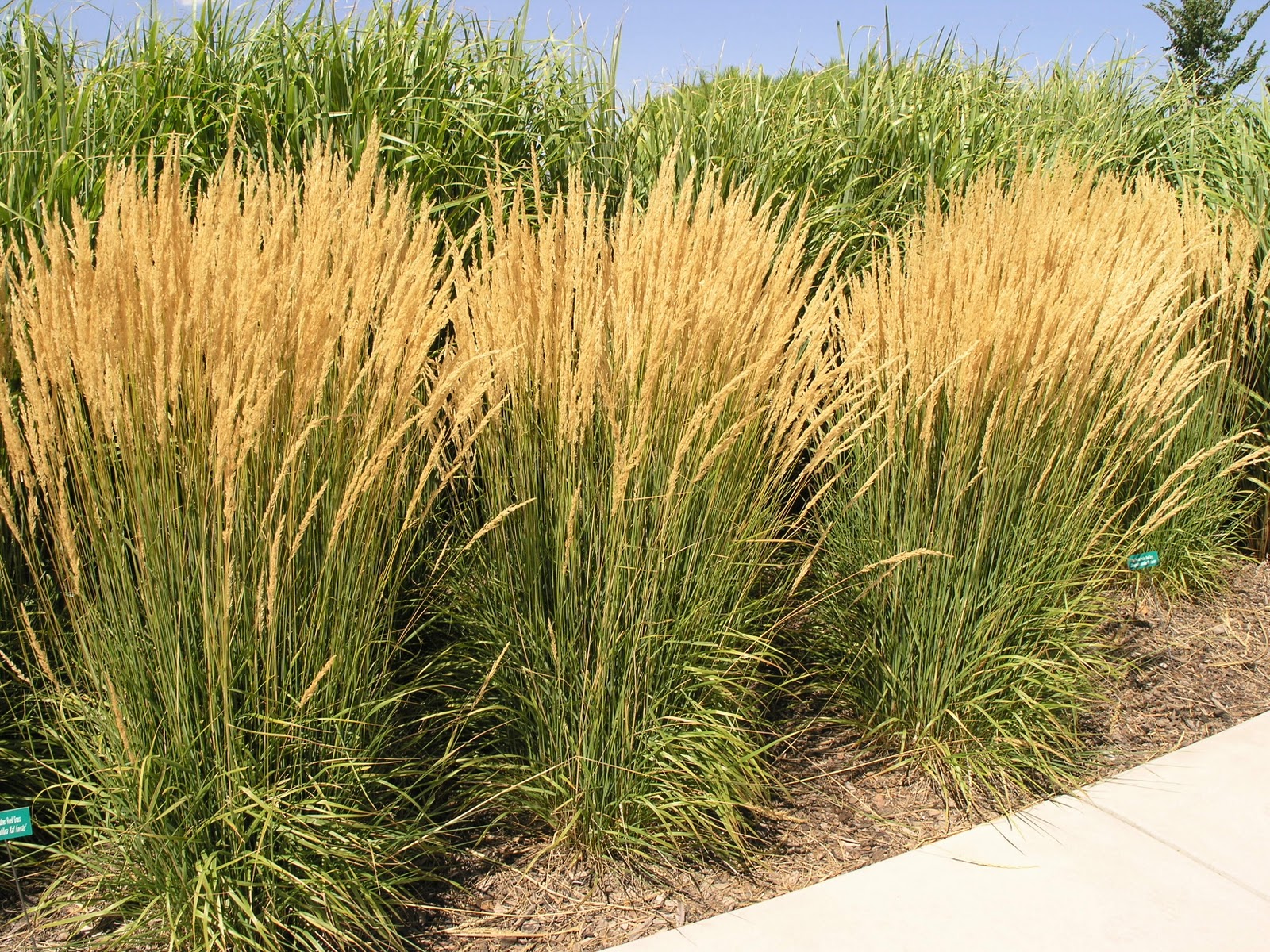 calamagrostis karl forester