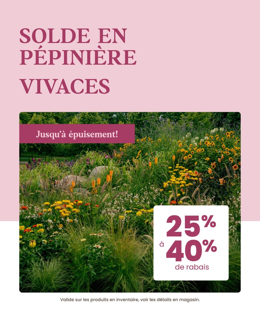 comptoir-richelieu-MS-Vivaces 