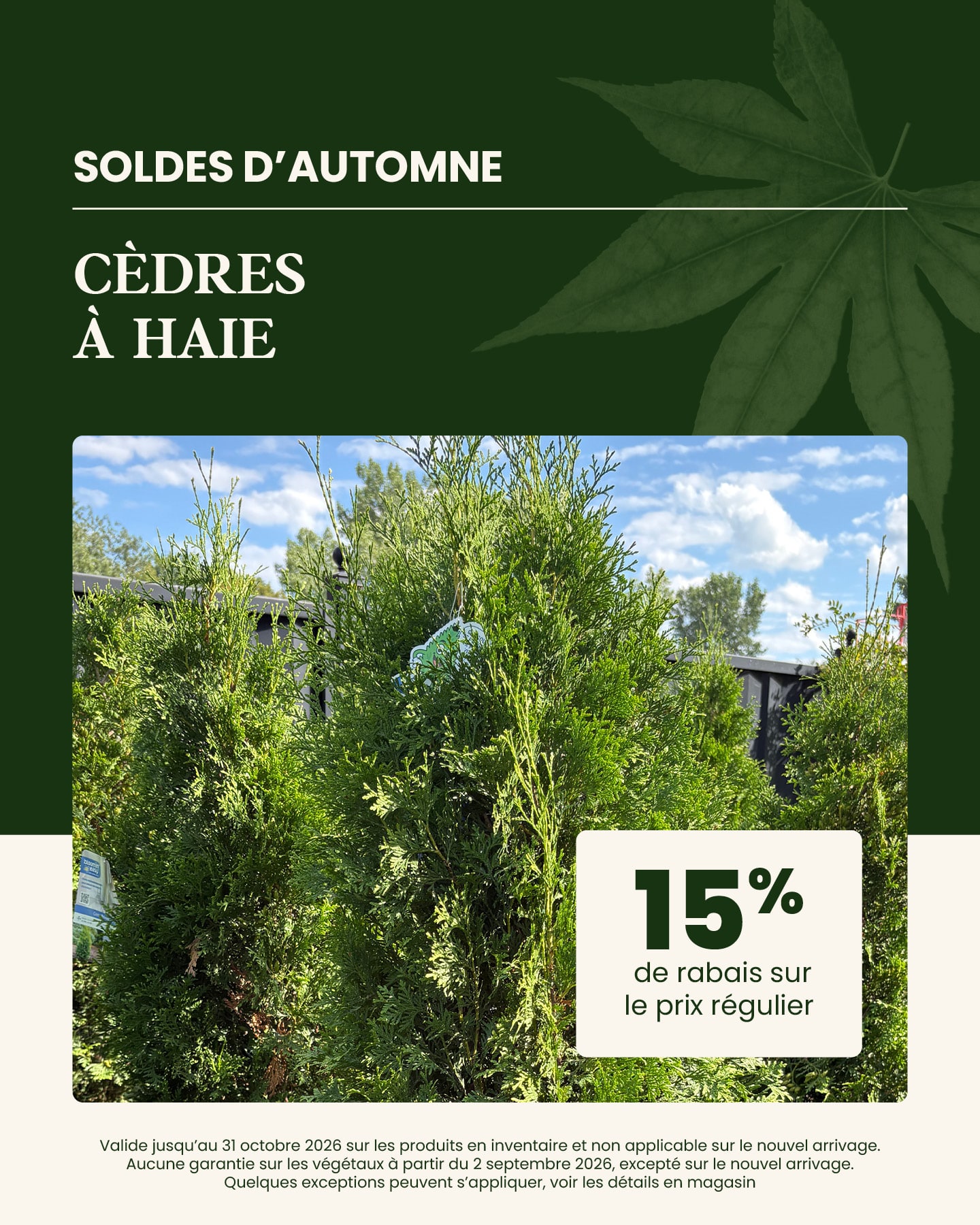 soldes-automne-cedres-haie