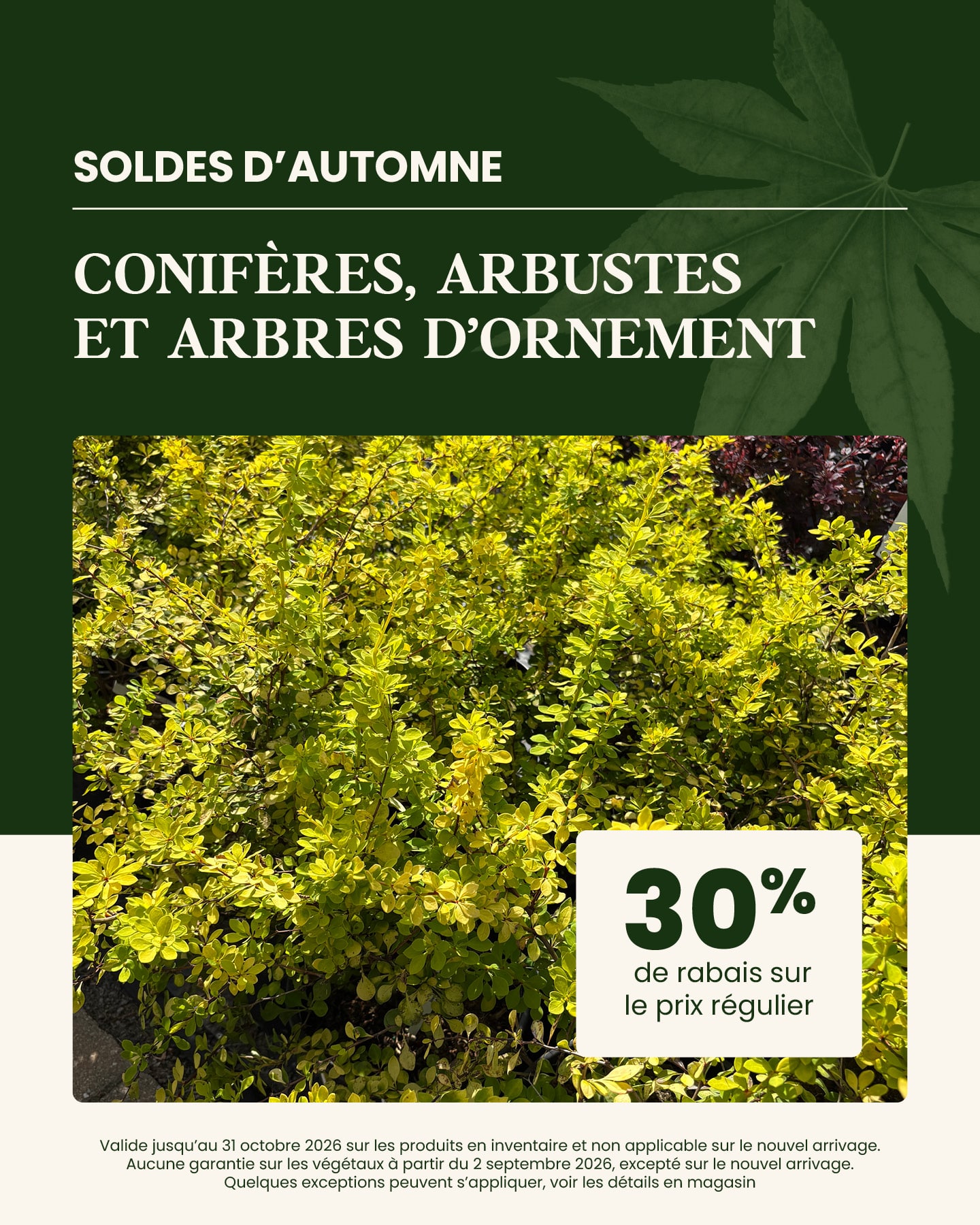 soldes-automne-conifères-arbustes-1