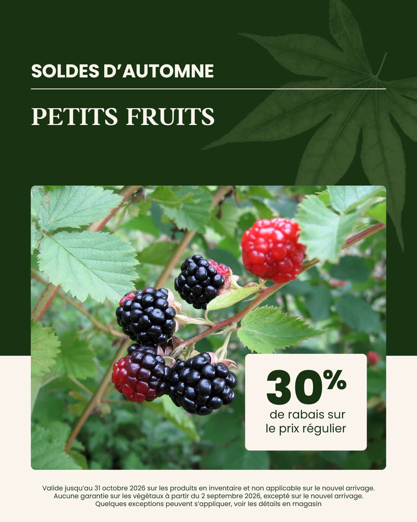 soldes-automne-petits-fruits