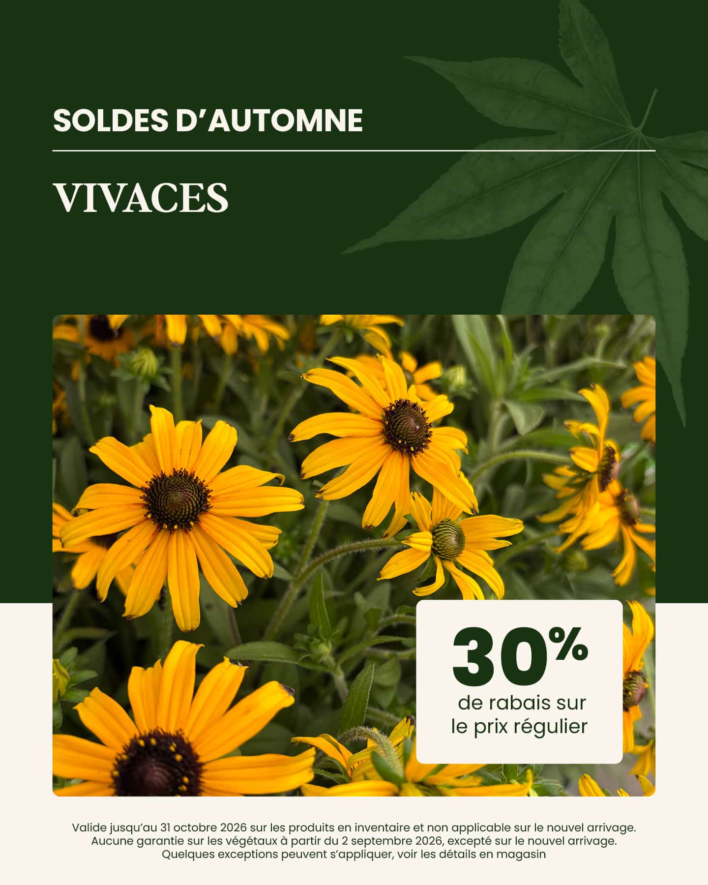 soldes-automne-vivaces
