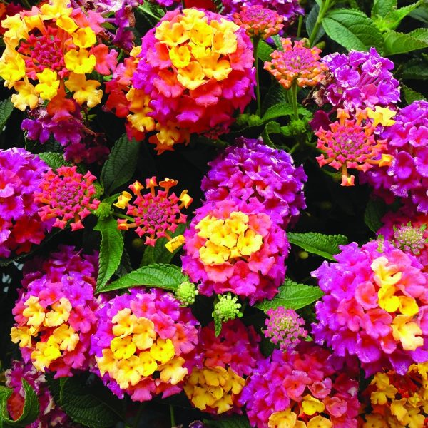 Le-Lantana